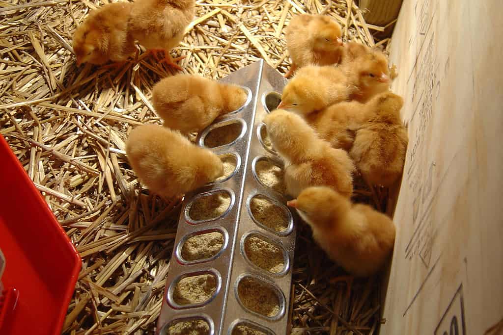 Mangime iniziale per allevamento di pulcini di pollo