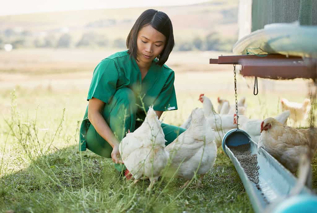 Veterinario che esamina i polli