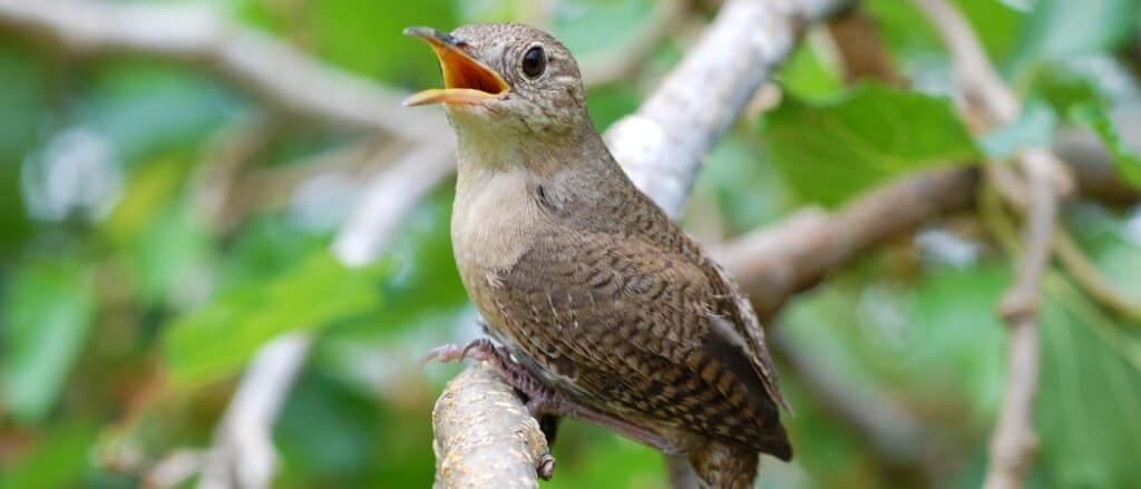 Casa Wren che canta