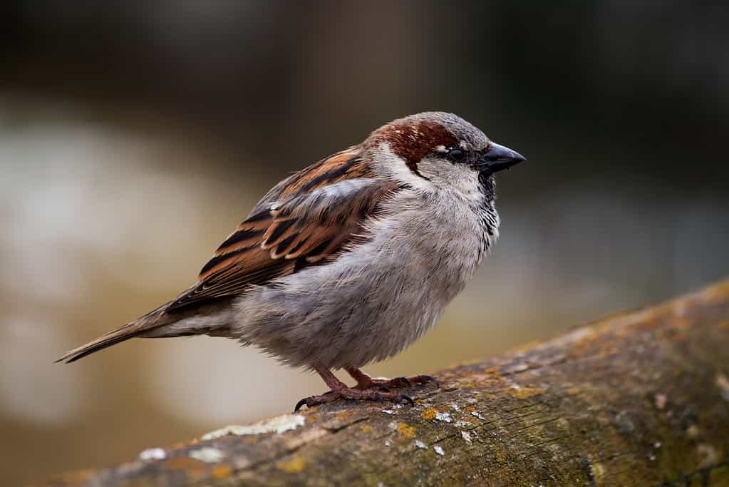 Passero canoro striato di nero