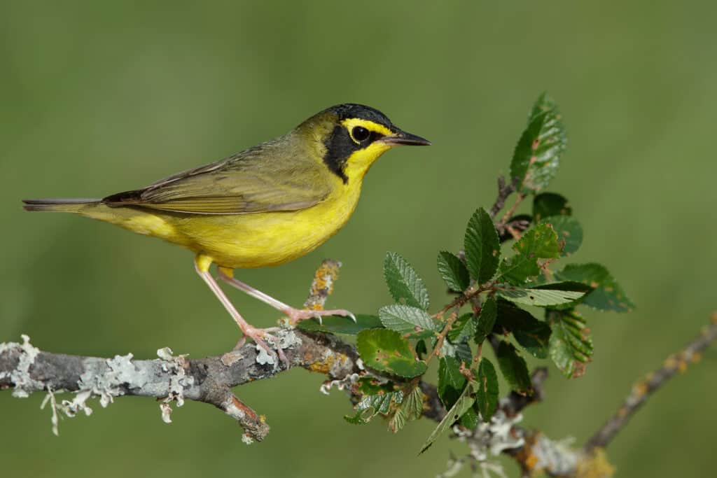 Maschio Kentucky Warbler appollaiato su un piccolo ramo.