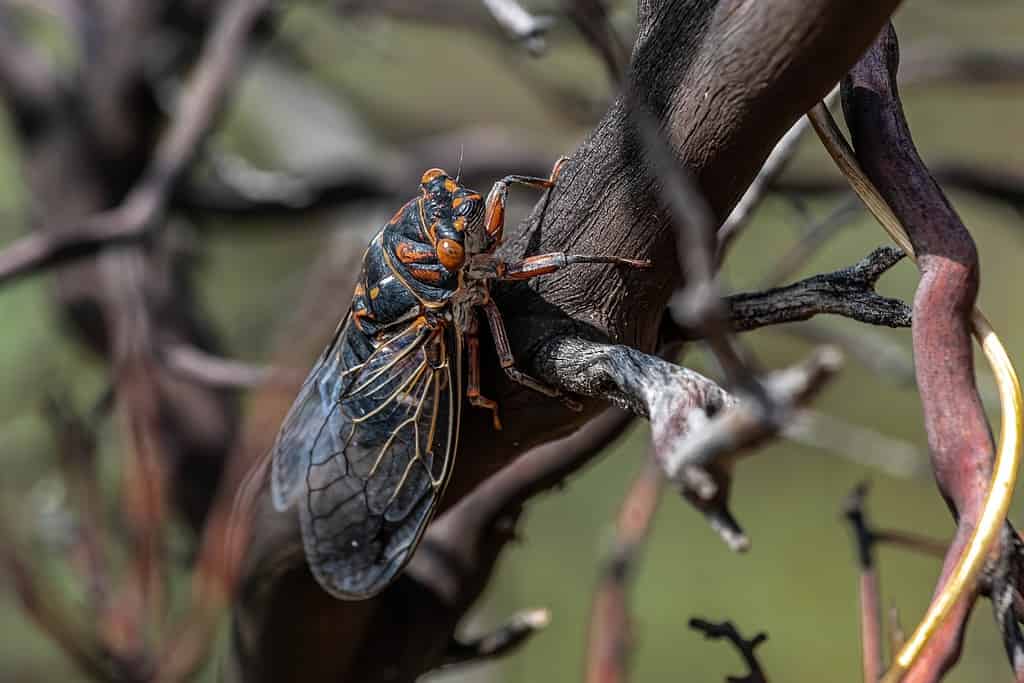 Le cicale hanno corpi arrotondati e robusti e quattro ali