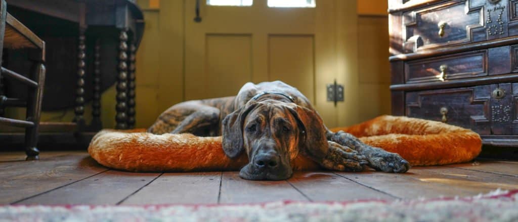 Se il tuo cane non è più attivo, potrebbe essere un segno di dolore alle articolazioni