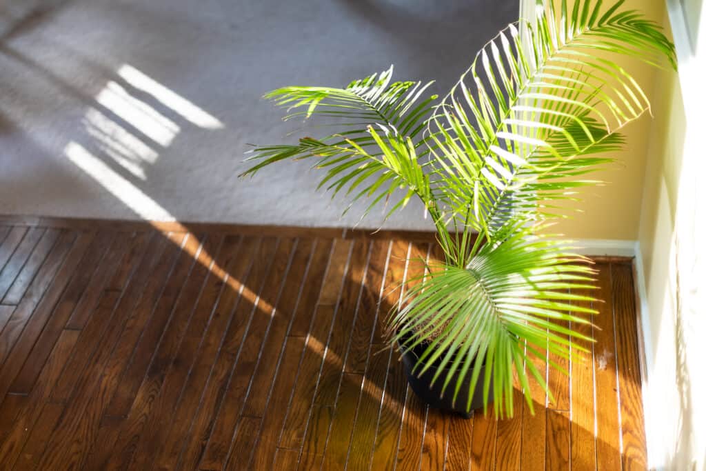 Palma in vaso coperta alla luce del sole.