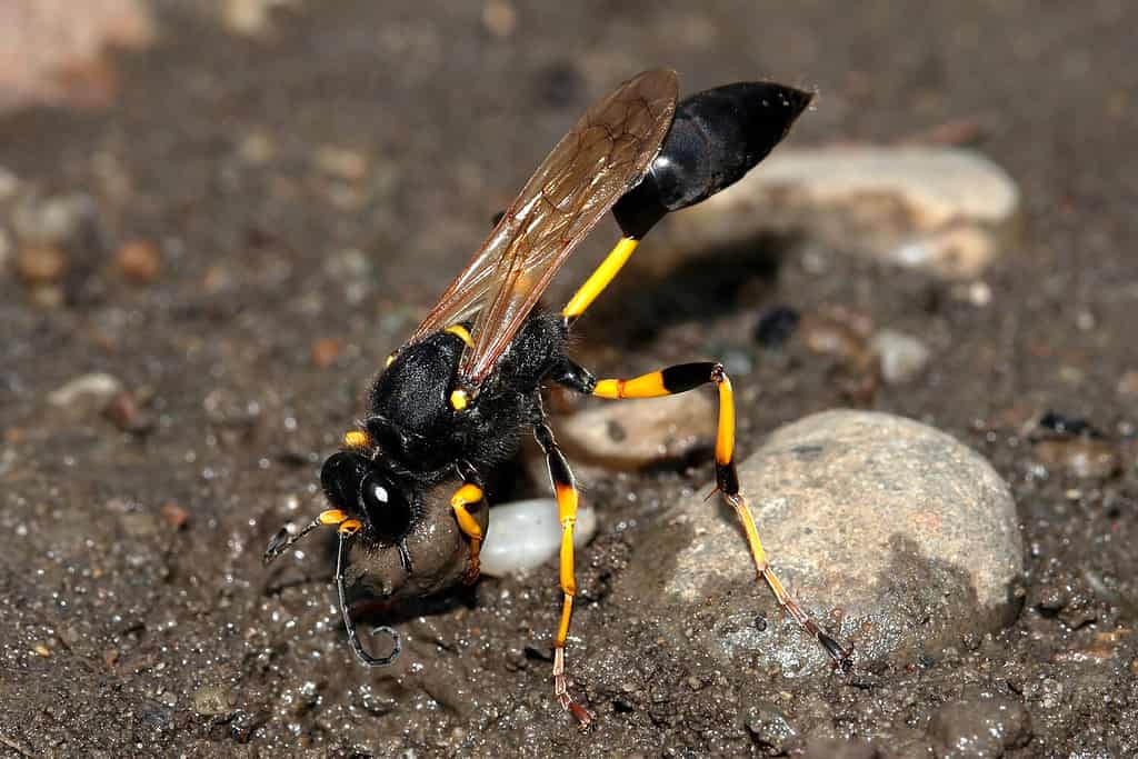 Sceliphron destillatorium nero e giallo fango vespa dauber sta raccogliendo fango per il nido