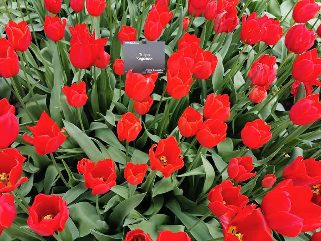 Tulipa 'sangue di re'