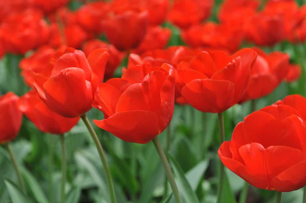 Tulipa 'Escape' tulipani