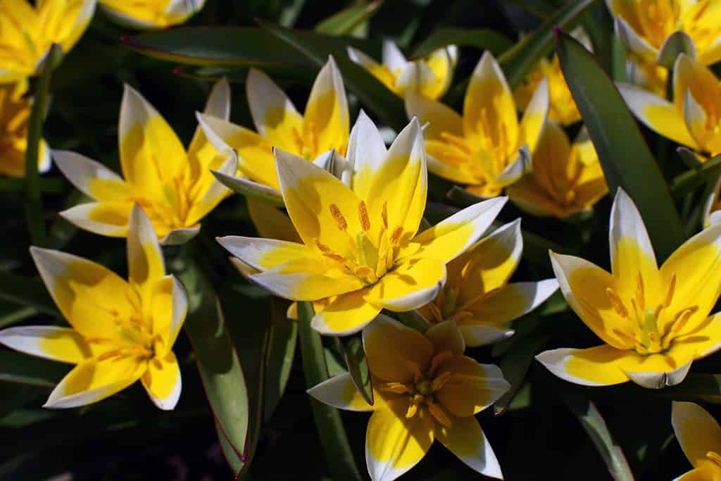 Bellissimi fiori delicati e luminosi Tulipano erba perenne selvatico Tulipa biflora con petali appuntiti bianchi, gialli, grandi stami su sfondo foglie verdi con bordo rosso.  Messa a fuoco selettiva, primo piano