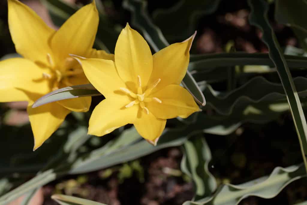 Fiore del tulipano Tulipa kolpakowskiana, una specie originaria della Cina e del Kazakistan.