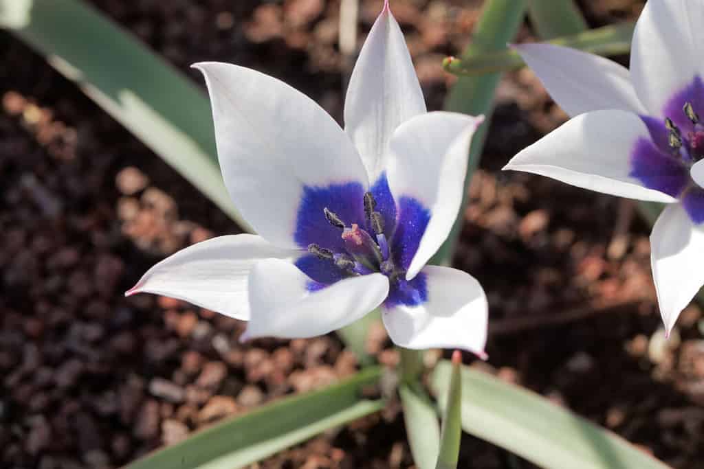 Fiore del tulipano selvatico, Tulipa humilis, della regione caucasica.