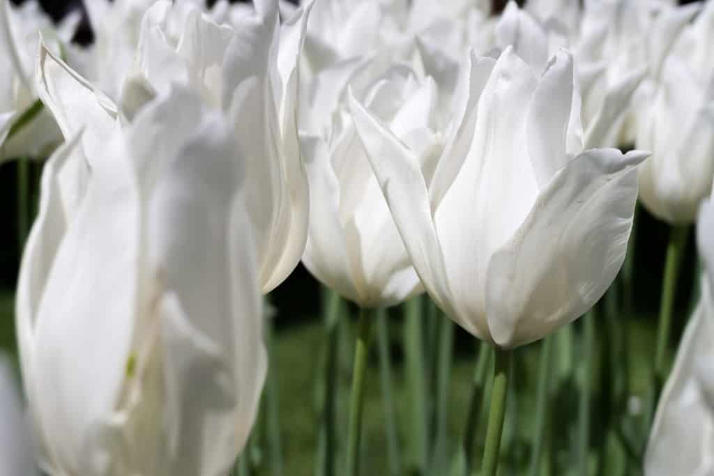 tulipano a fiore di giglio (varietà White Triumphator)