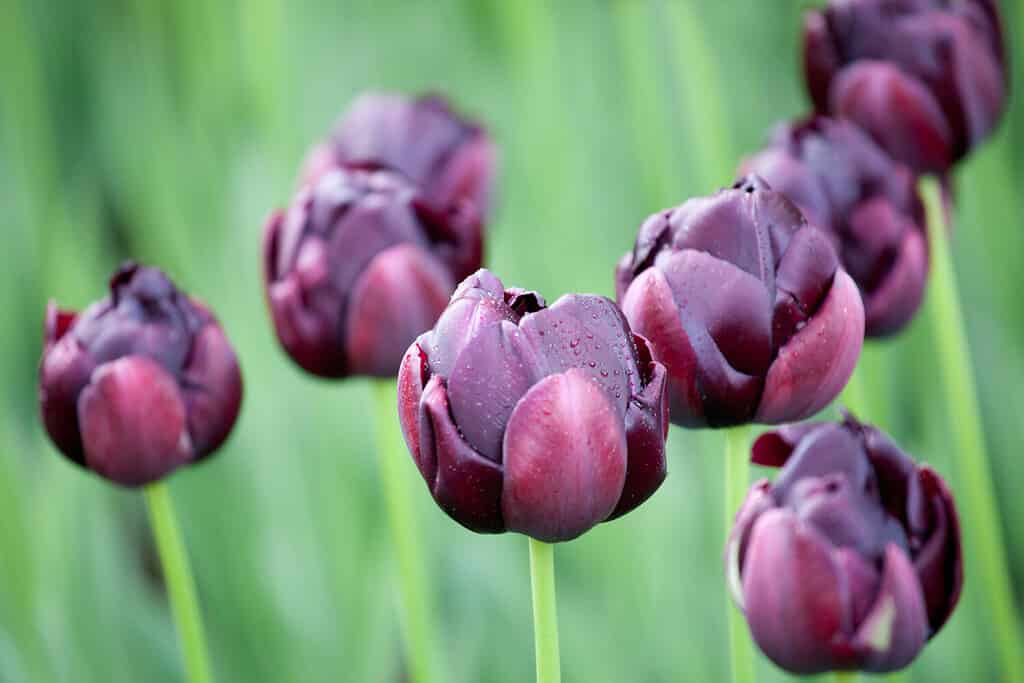 Black Hero Tulip con gocce di pioggia