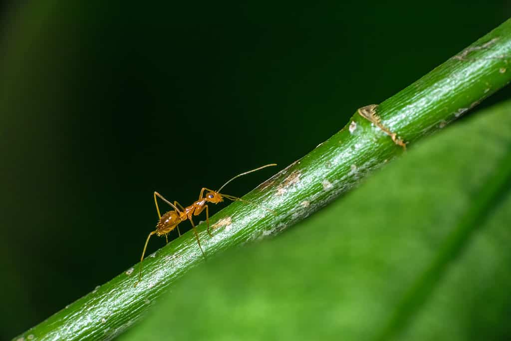 Formica faraone