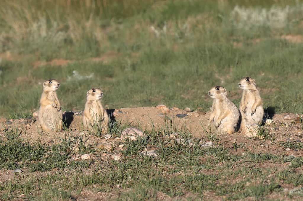 Quattro Cynomys leucurus o cani della prateria dalla coda bianca vicino alla loro tana.