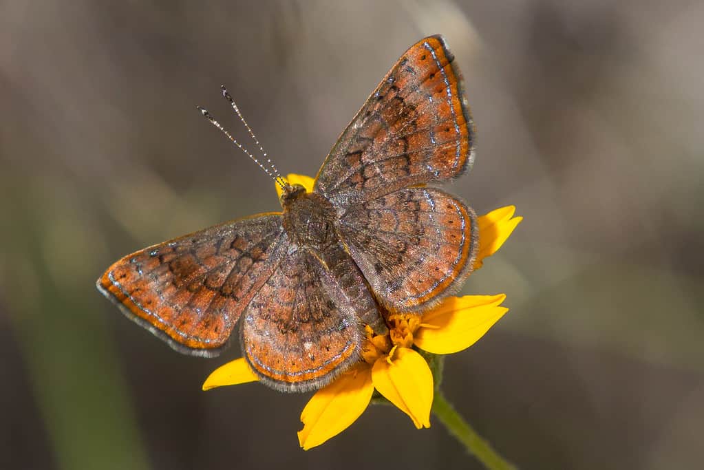 Metalmark settentrionale, Calephelis