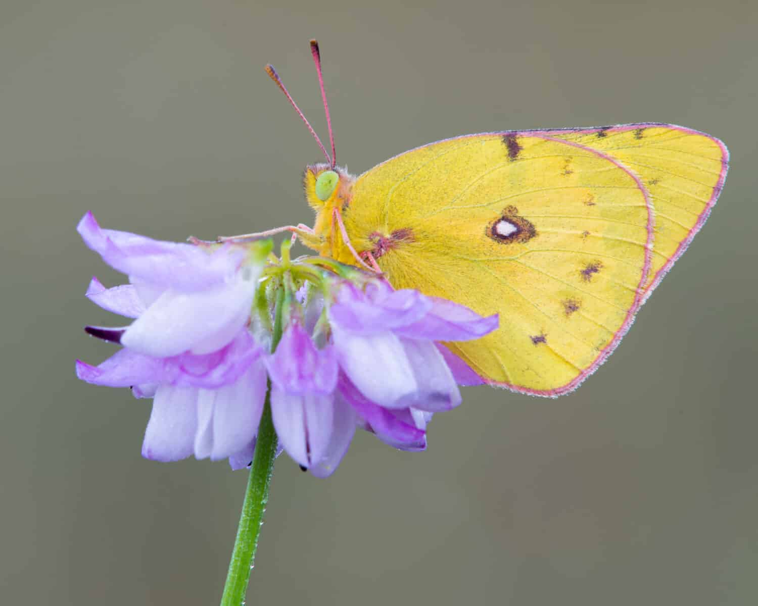 Farfalla di zolfo dai bordi rosa su fiore viola