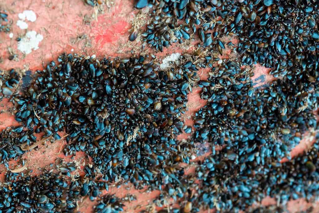 Cozze zebra raggruppate su una roccia