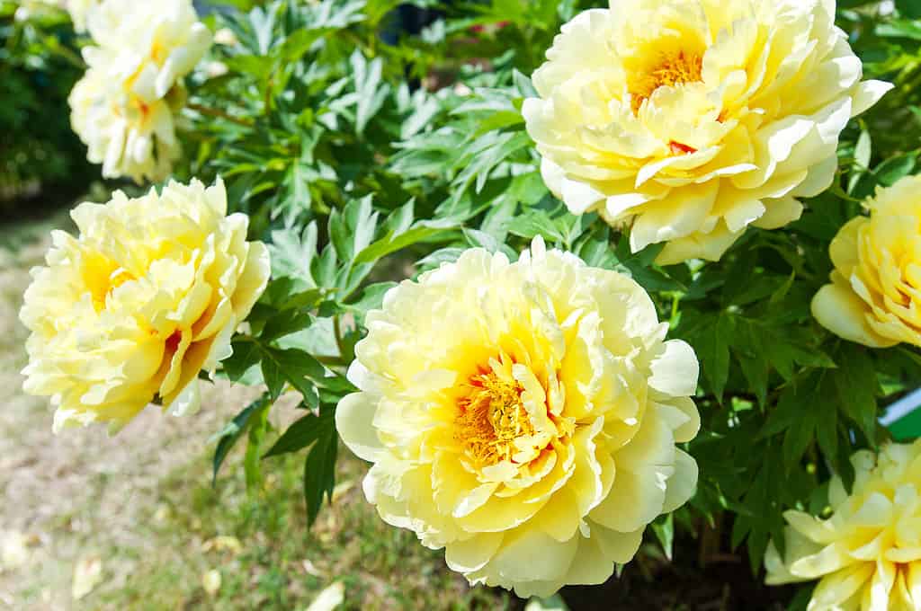 Bellissimi fiori gialli di peonia Paeonia Bartzella.  Orizzontale All'aperto estate immagine vibrante.