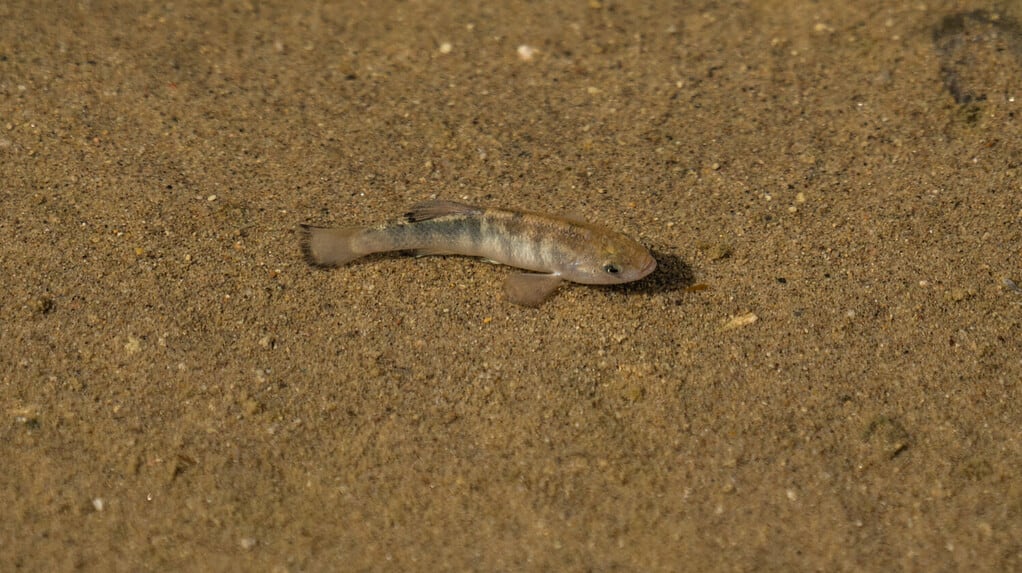 Raro pupfish nella Death Valley che depone le uova e si accoppia in un torrente salato.