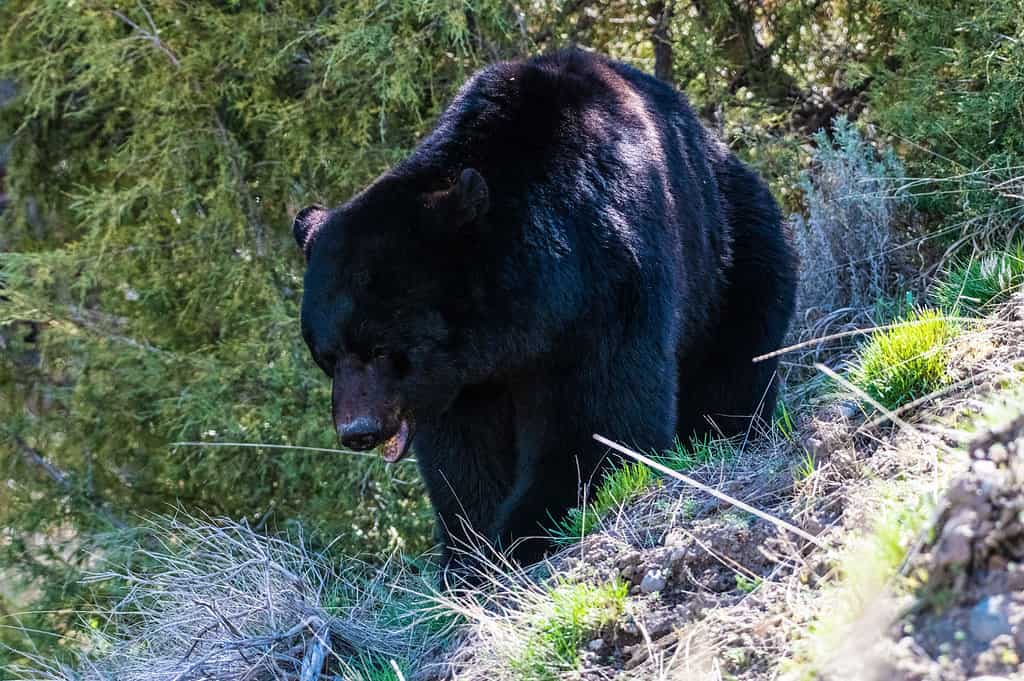 Fauna selvatica animale, animali allo stato brado, orso, bellezza, orso nero