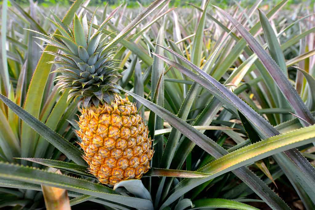 174354263. Alcuni frutti sono visibili nella cornice. 