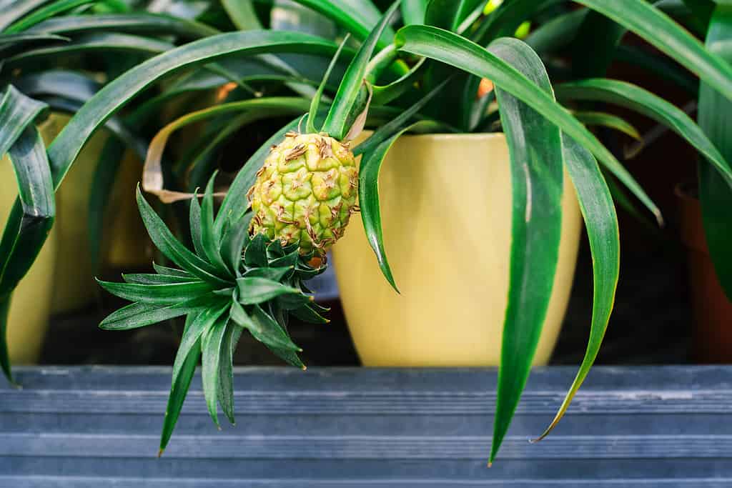 Piccolo ananas che cresce su una pianta in un grande vaso di ceramica giallo.