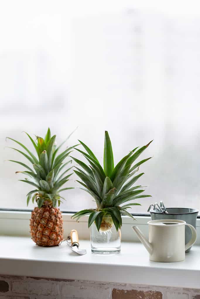 Parte superiore dell'ananas in bicchiere d'acqua sul davanzale.  Coltivare ananas a casa.