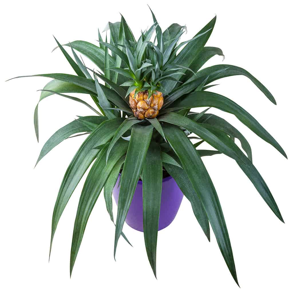 Ananas in vaso, pianta d'appartamento isolata su sfondo bianco con tracciati di ritaglio