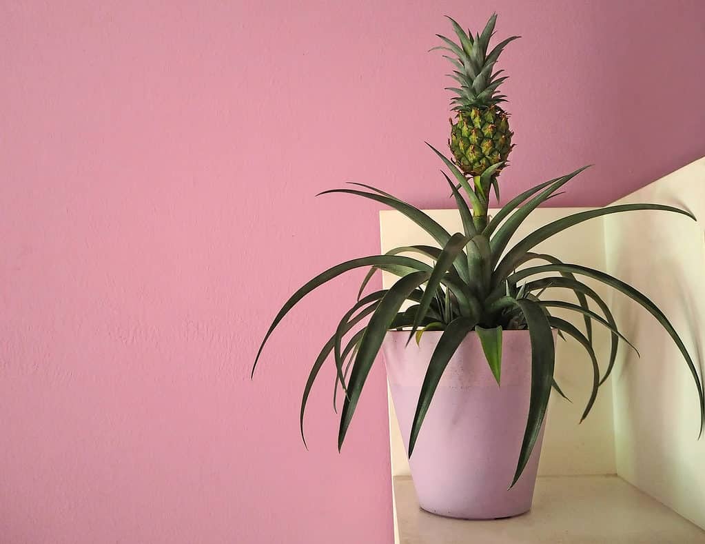 Pianta di ananas che cresce in vaso al chiuso