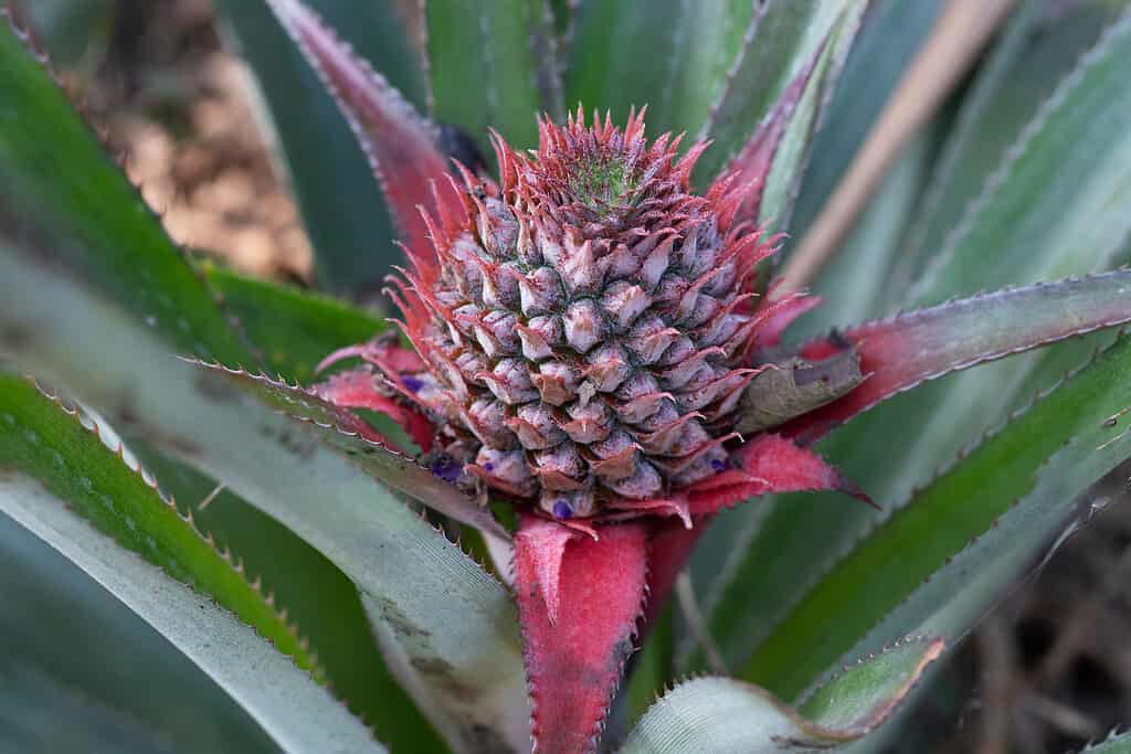 Ananas sull'albero frutti tropicali che crescono in giardino.  spazio per la trama