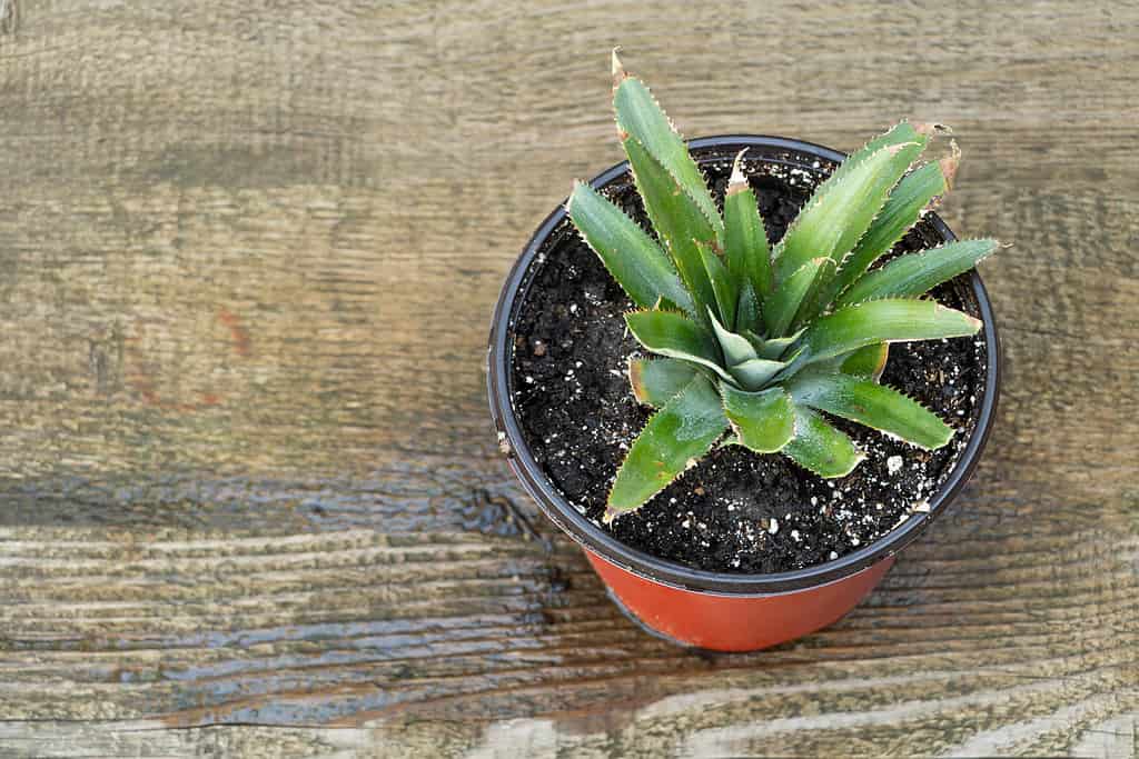 Ananas in vaso, come coltivare l'ananas a casa concetto