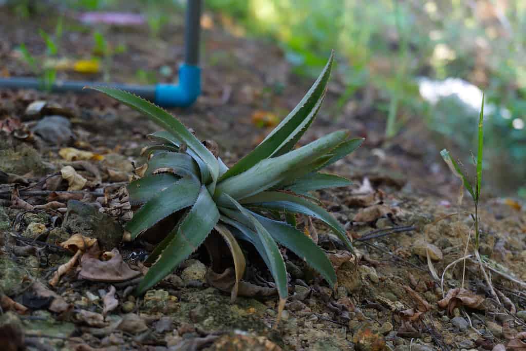 taglio della corona superiore dell'ananas piantato nel terreno.
