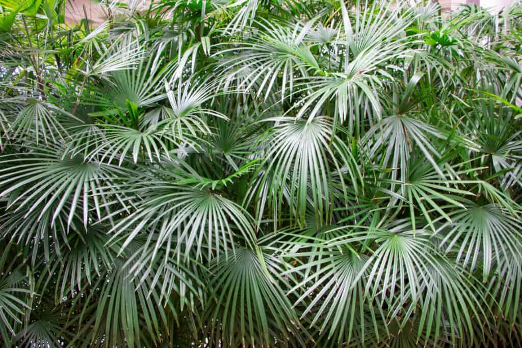fronde di palma ad ago