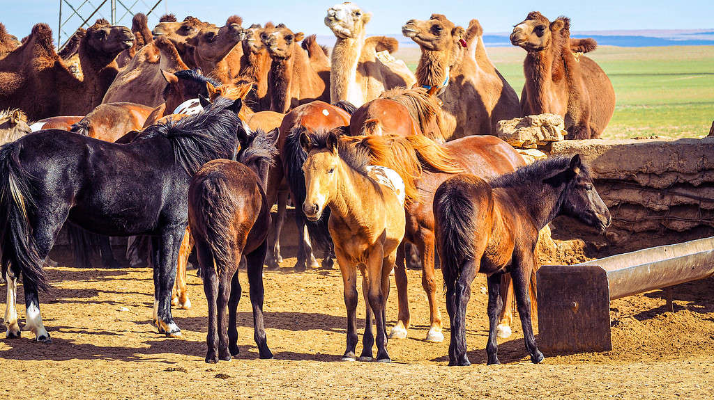 I cavalli sono leggermente più veloci dei cammelli