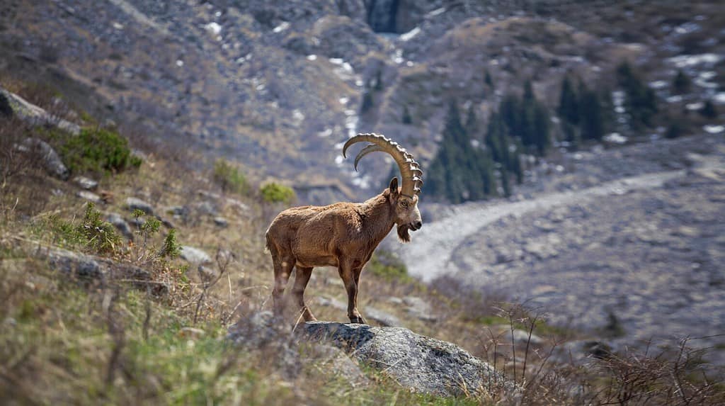 Capra di montagna selvaggia nelle montagne del Kirghizistan