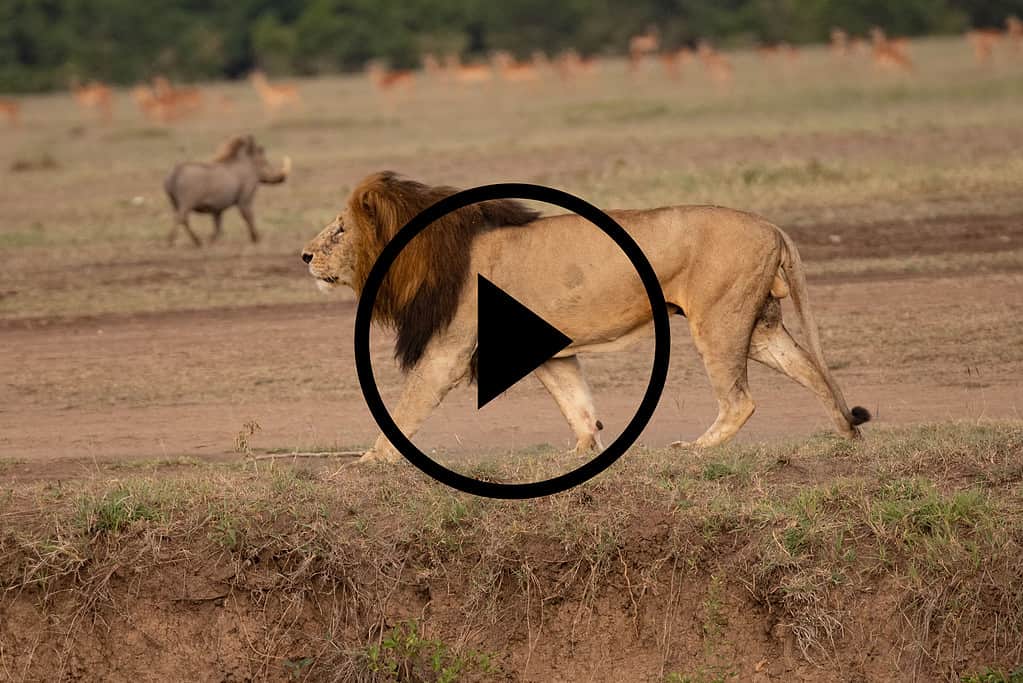 Il leone maschio si aggira con il facocero sullo sfondo