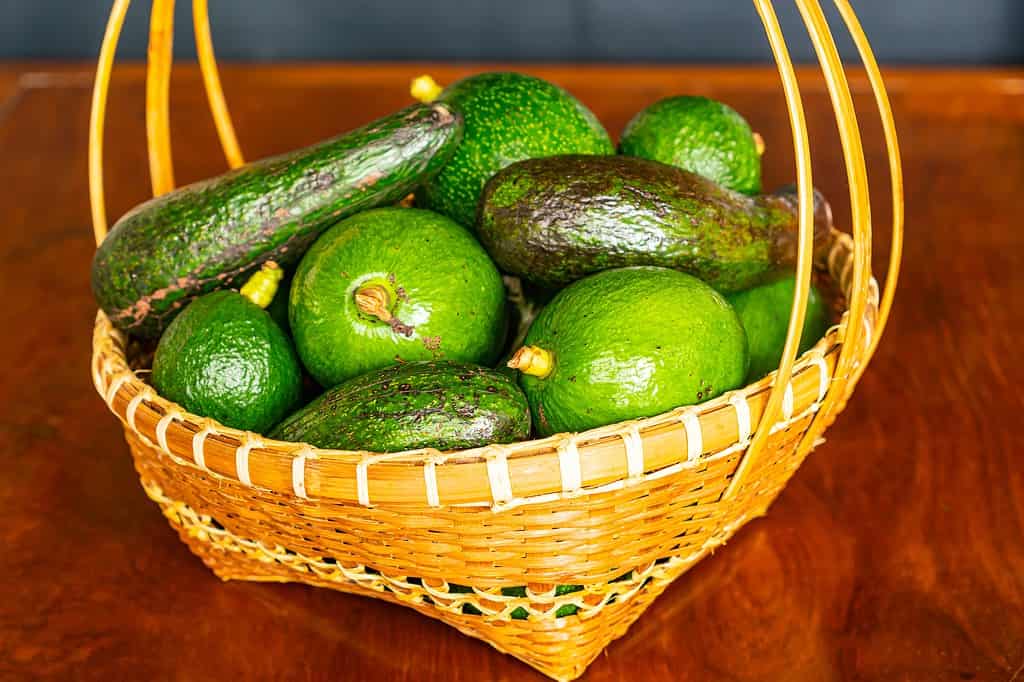 Mucchio di diverse varietà di avocado verde fresco in cesto di bambù di vimini sulla tavola di legno.  Ci sono ca.  una dozzina di avocado di diverse dimensioni e forme e diverse sfumature di verde nel cesto.