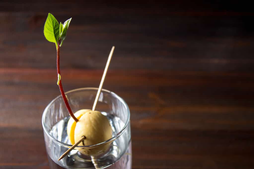 Il germoglio di avocado cresce dal seme in un bicchiere d'acqua.  La fossa è germogliata.  Uno stelo rosso scuro/marrone cresce dal centro del nocciolo che si è spaccato e viene sospeso sopra l'acqua con degli stuzzicadenti.  Il fusto è coronato da foglie verdi a forma di lancia.