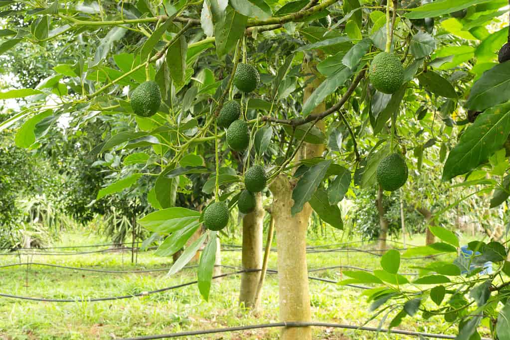 Avocado che cresce su un albero.