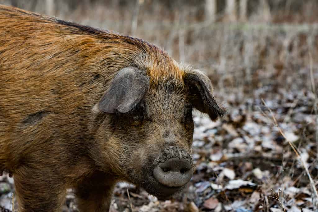 La pelliccia ispida del cinghiale nasconde la sua forza e il suo potere, mentre la prontezza nei suoi occhi parla della sua intelligenza e capacità di sopravvivere in natura.