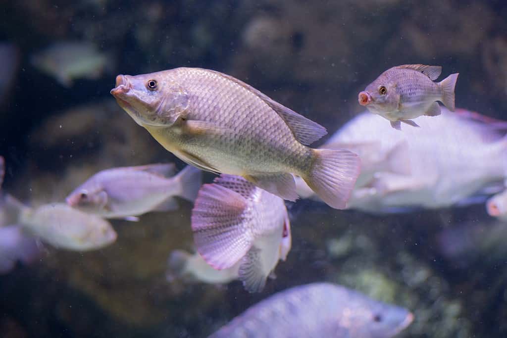 Nuoto di tilapia blu