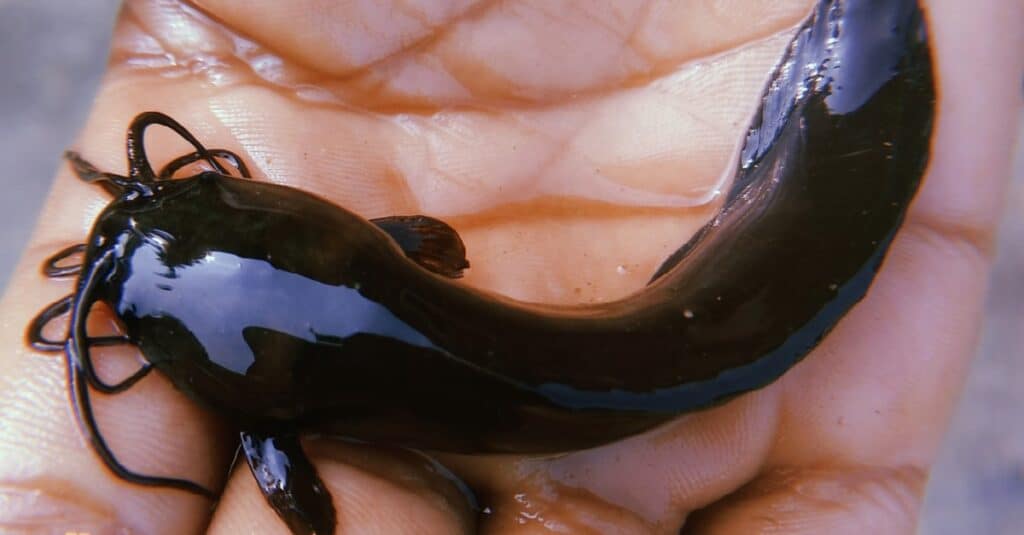 Il pesce gatto che cammina è una specie di pesce gatto che respira aria d'acqua dolce in Jharkhand (India)