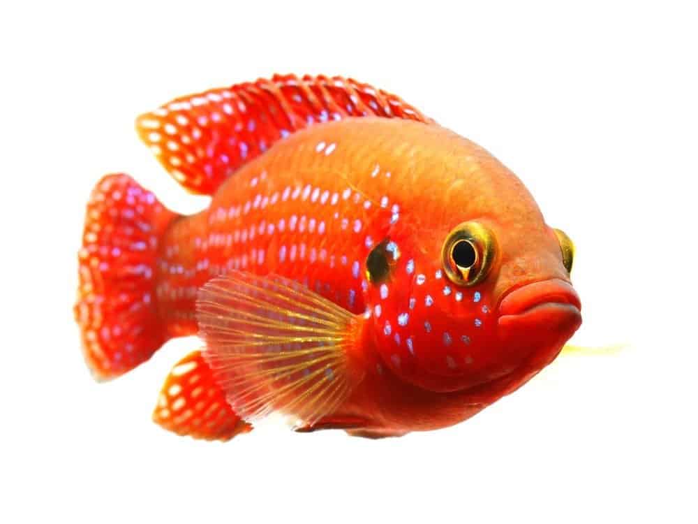 Cichlid - Il gioiello africano (Hemichromis bimaculatus) isolato su sfondo bianco