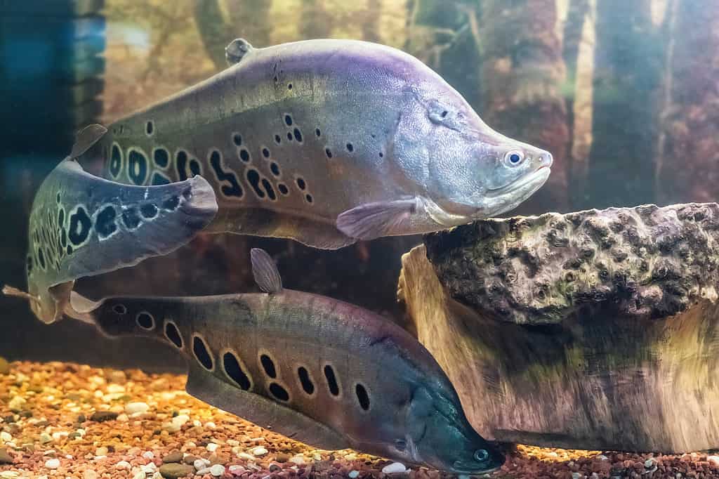 Il pesce piuma pagliaccio, il pesce coltello pagliaccio o il pesce coltello maculato, Chitala ornata