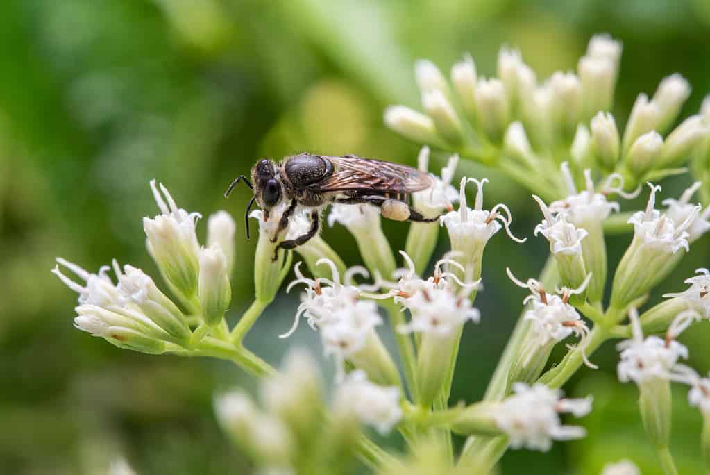 Apis andreniformis- tipi di api mellifere