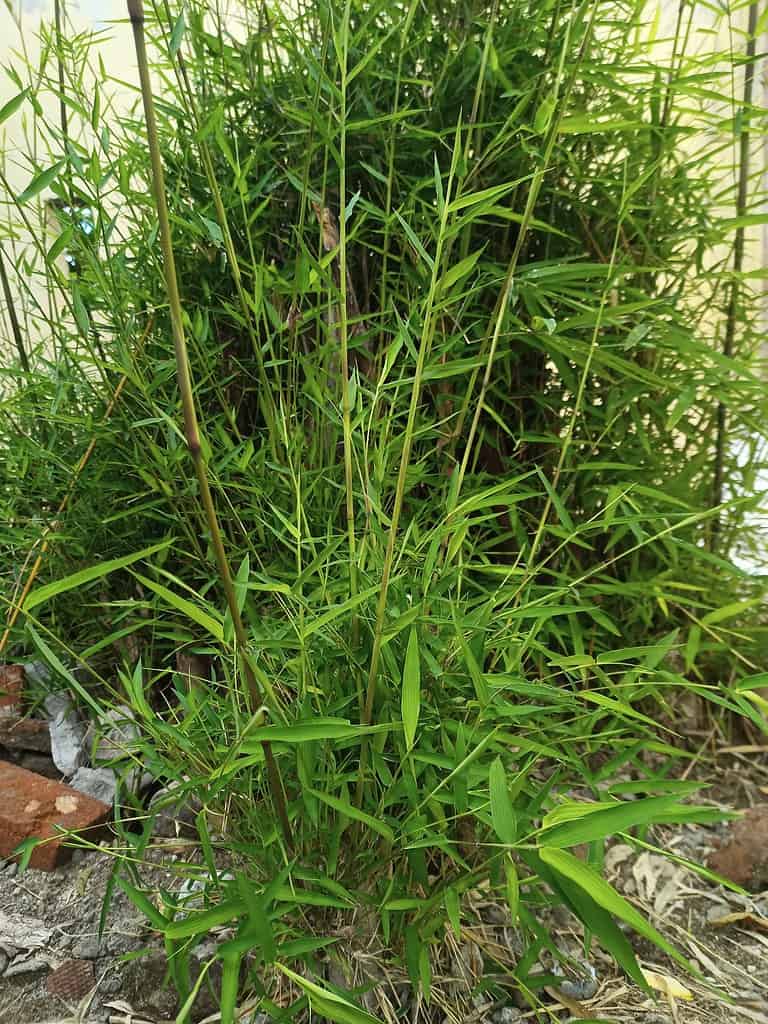 Fargesia robusta 'Campbell'