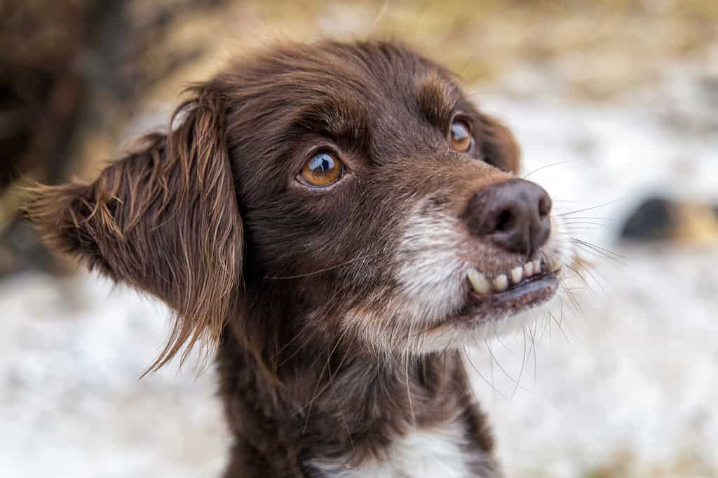cane con overbite