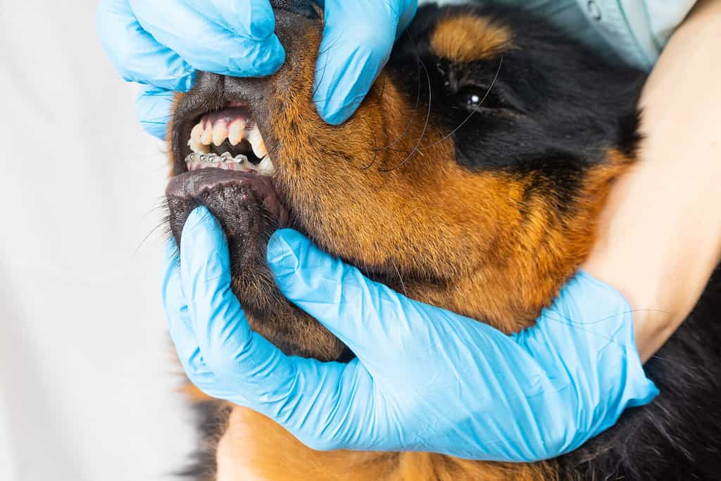 Il veterinario controlla i tutori per cani installati.  Pulizia delle parentesi graffe dalla lana.
