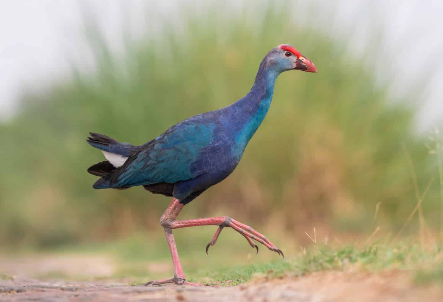 Swamphen dalla testa grigia India Uttar Pradesh 
