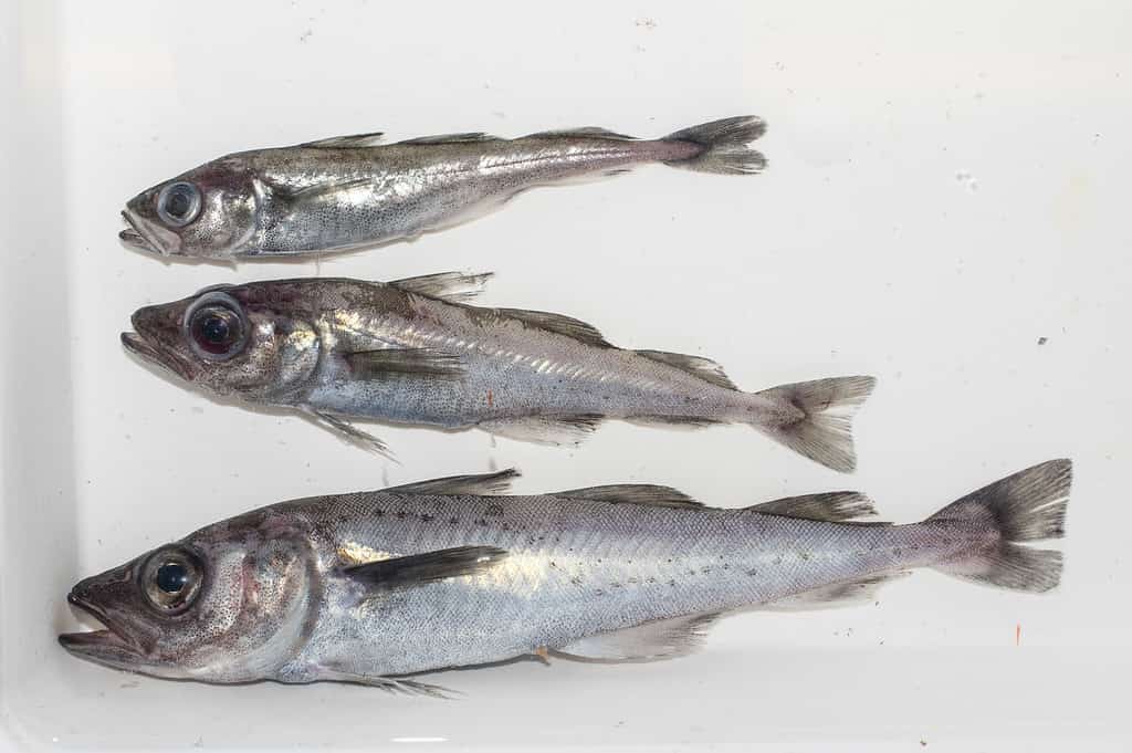 Merluzzo Polare